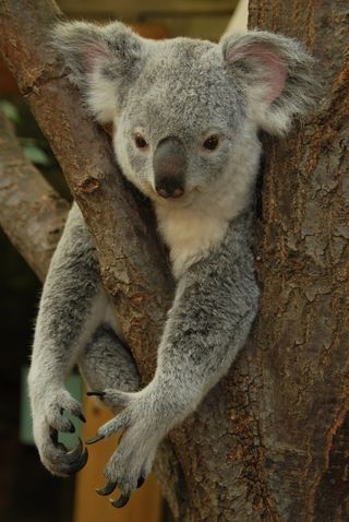 A koala bear in a tree