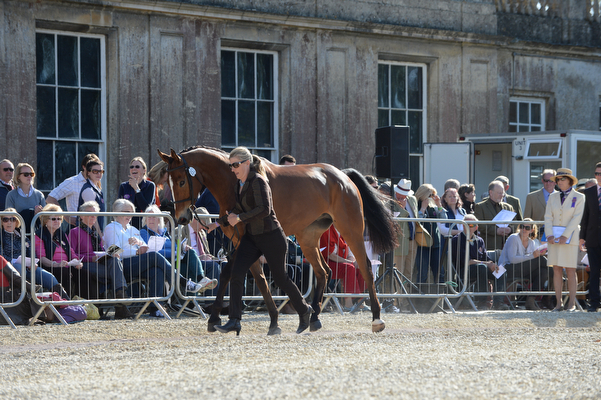 Tina Cook Star Witness Badminton 2016