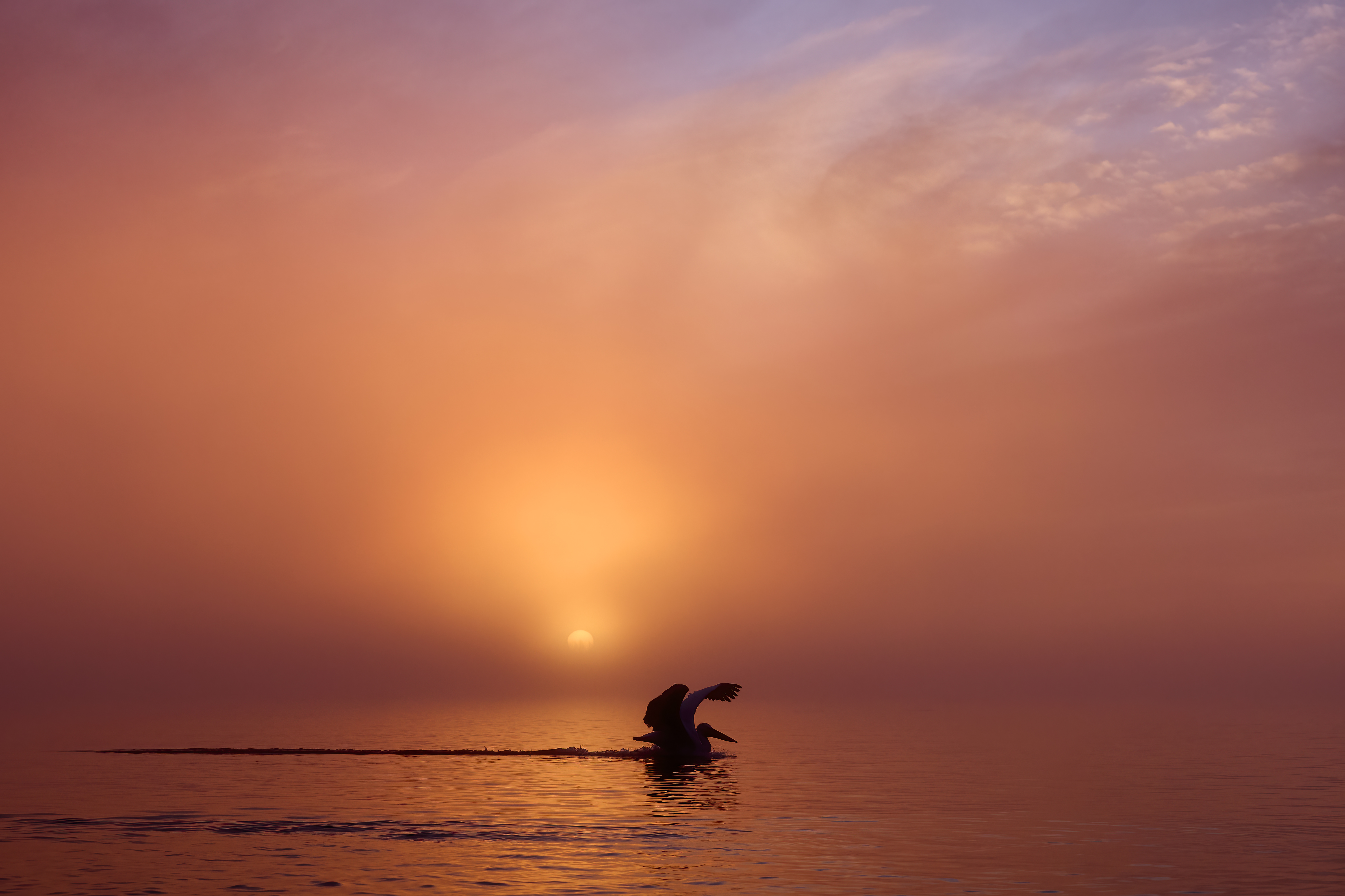 A Dalmatian Pelican landing on water against a low sunset