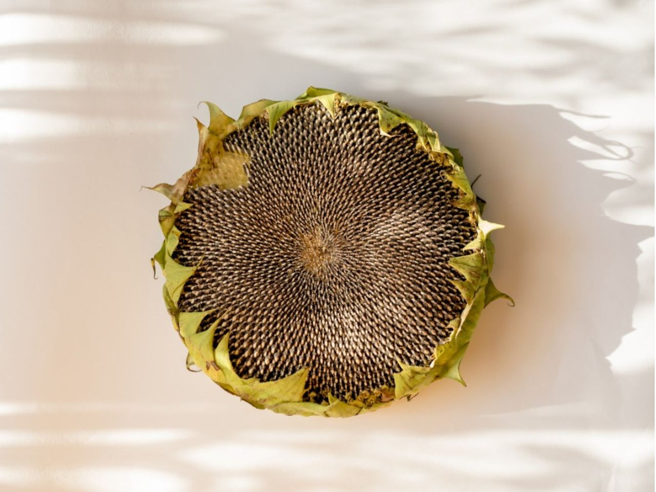 Grilled Sunflower Head