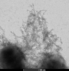 Black dots mark gold nanoparticles that have been attracted to the surface of pressure-sensitive domes constructed by engineered bacteria.