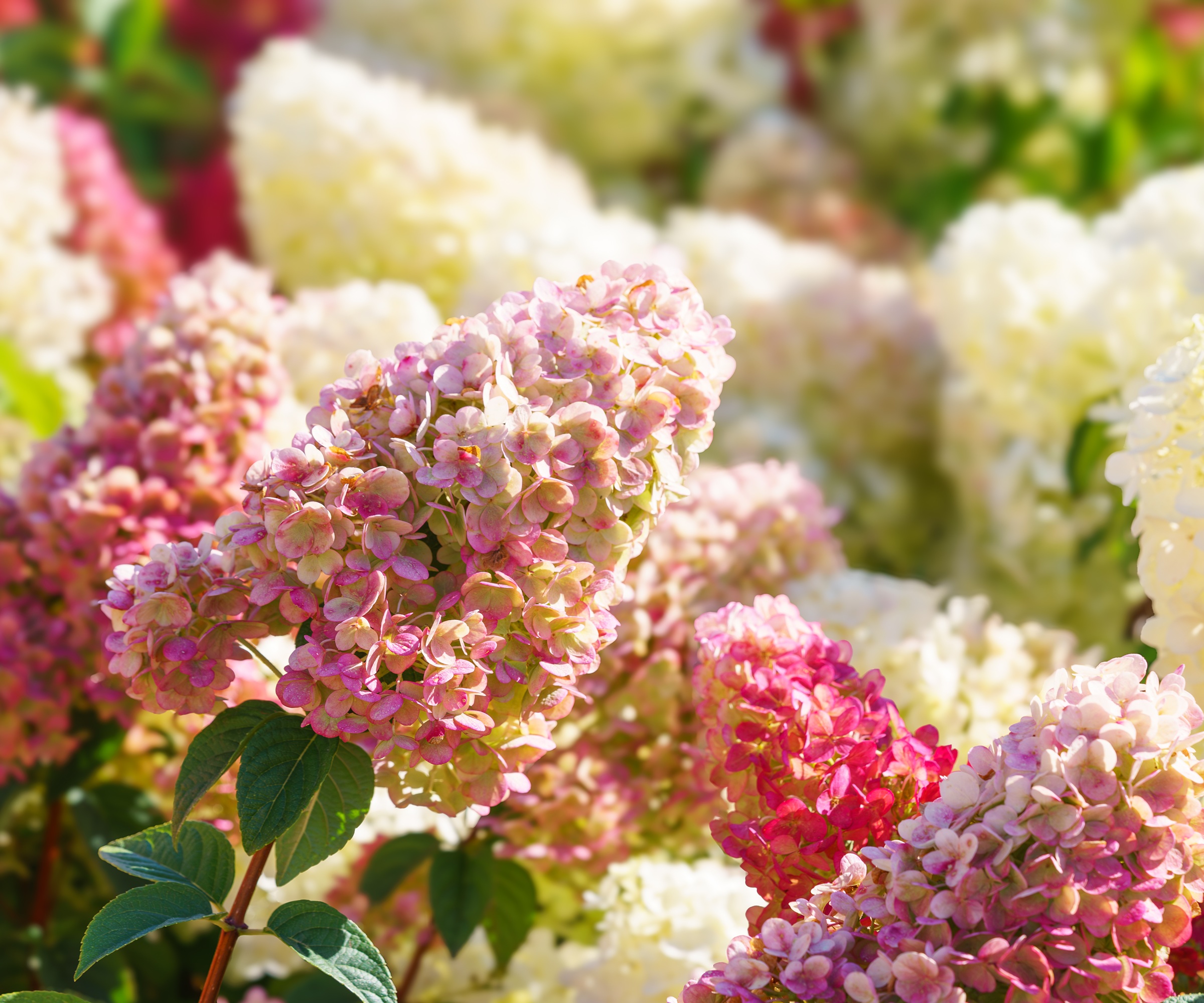 Beautiful blooming pink, red and white hortensia, hydrangea paniculata flower
