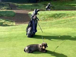 Freddie the dog on the golf course