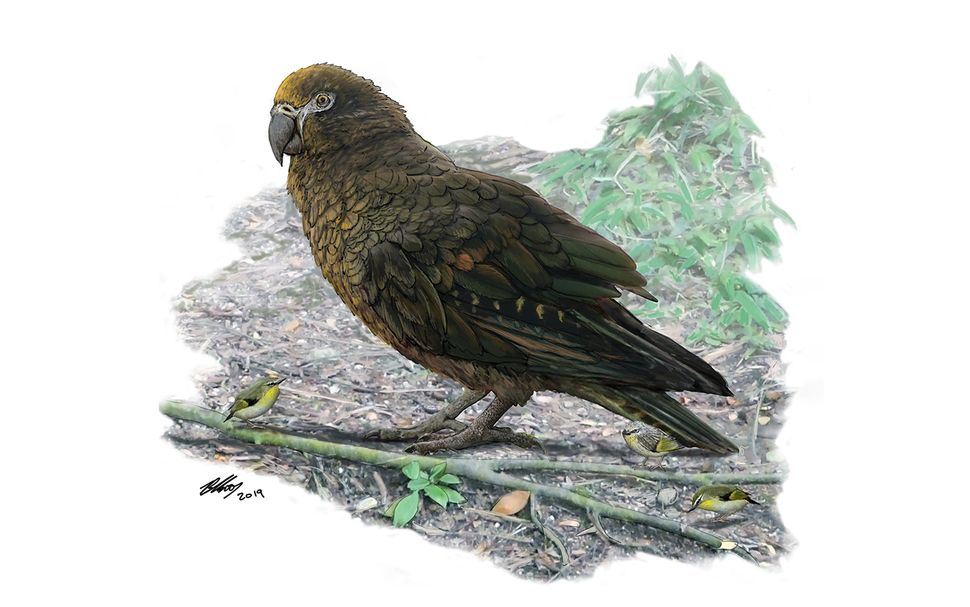 This Parrot Stood 3 Feet Tall and Ruled the Roost in New Zealand Forests 19 Million Years Ago