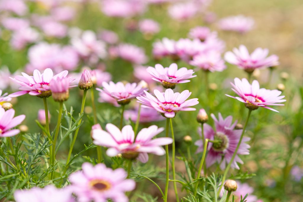 The 5 worst flowers for allergies, according to experts Livingetc