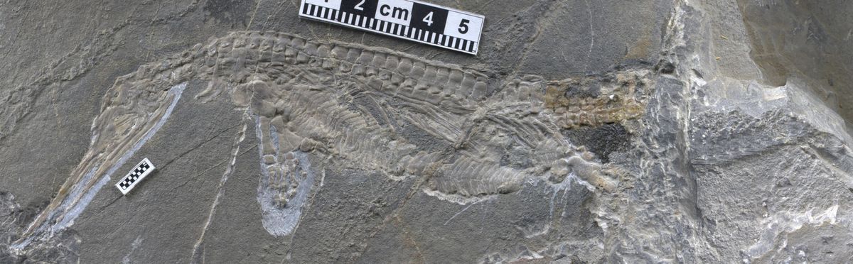 The fossil of an ancient marine predator