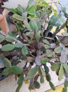 Purple Leaves On A Christmas Cactus