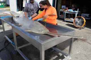 Two people beside a sawfish on a table.