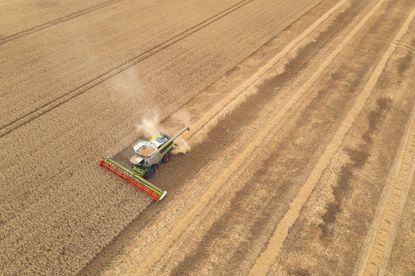 field of wheat