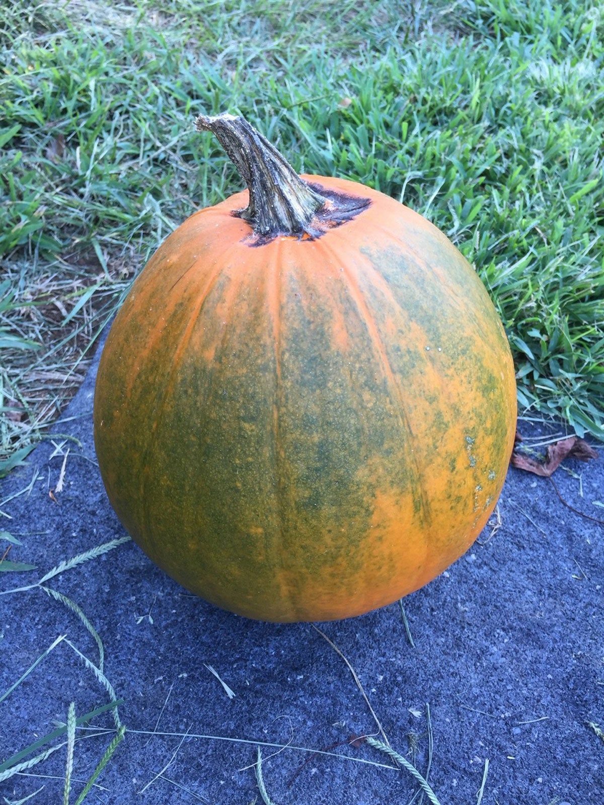 Large Pumpkin With Mosaic Virus