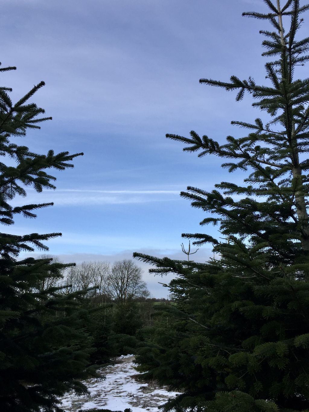 Real Christmas trees delivered your guide to the best in the UK Livingetc