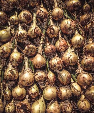 Onions laid out on a drying rack after harvest
