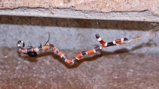 An adult female black widow (Latrodectus hesperus) feeds upon a young coral snake (Micruroides euryxanthus) near the Boyce Thompson Arboretum in Superior, Arizona.
