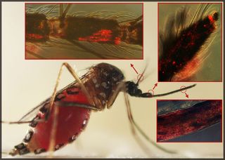 Close up images of a mosquitoes chemosensory organs shows red spots of dengue virus infection. 