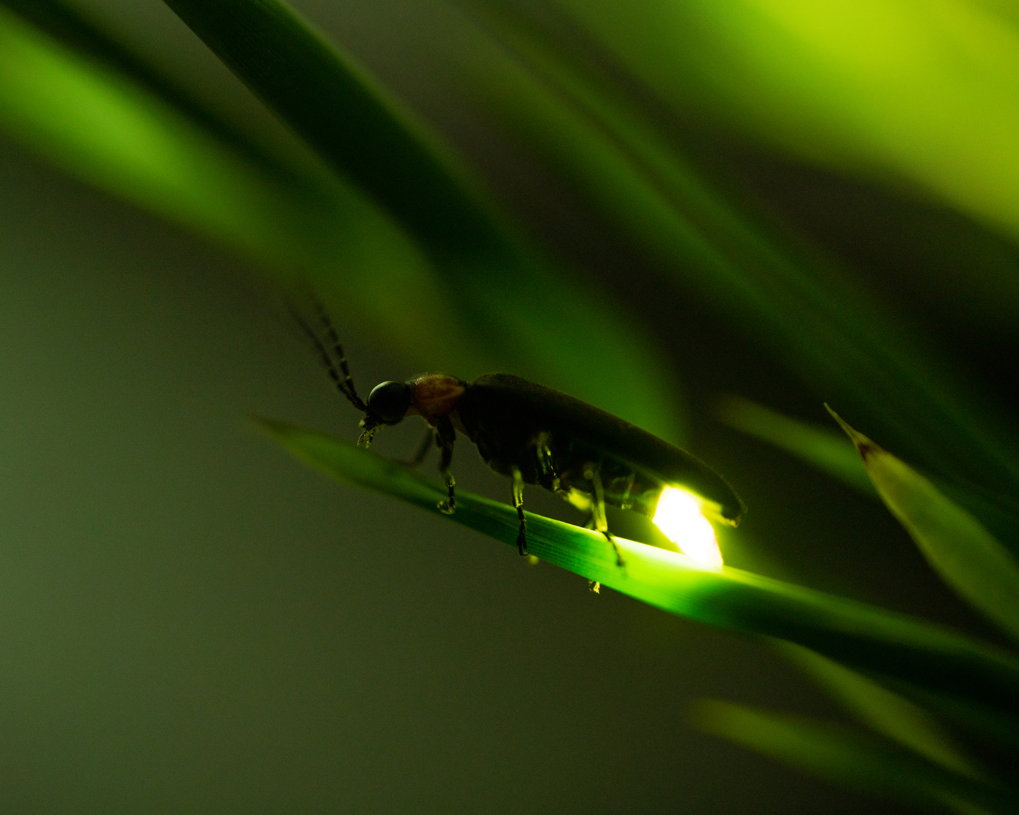 lightning bug on a blade of grass