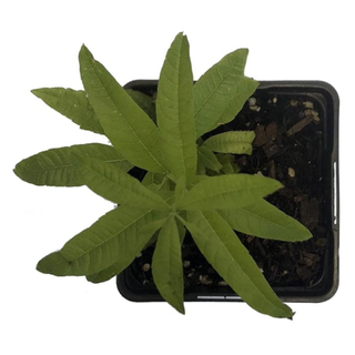 A lemon verbena plant in a container