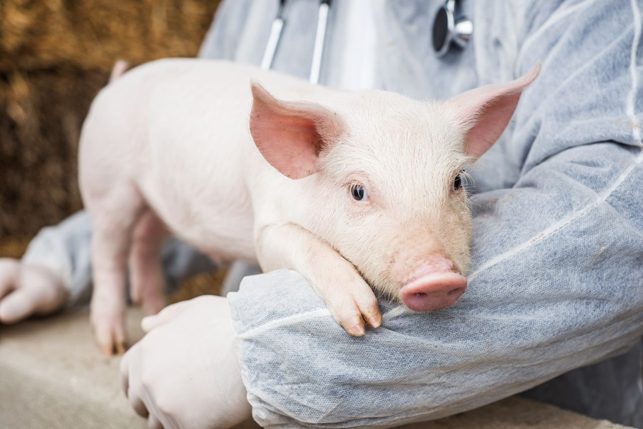 Rescued piglet.