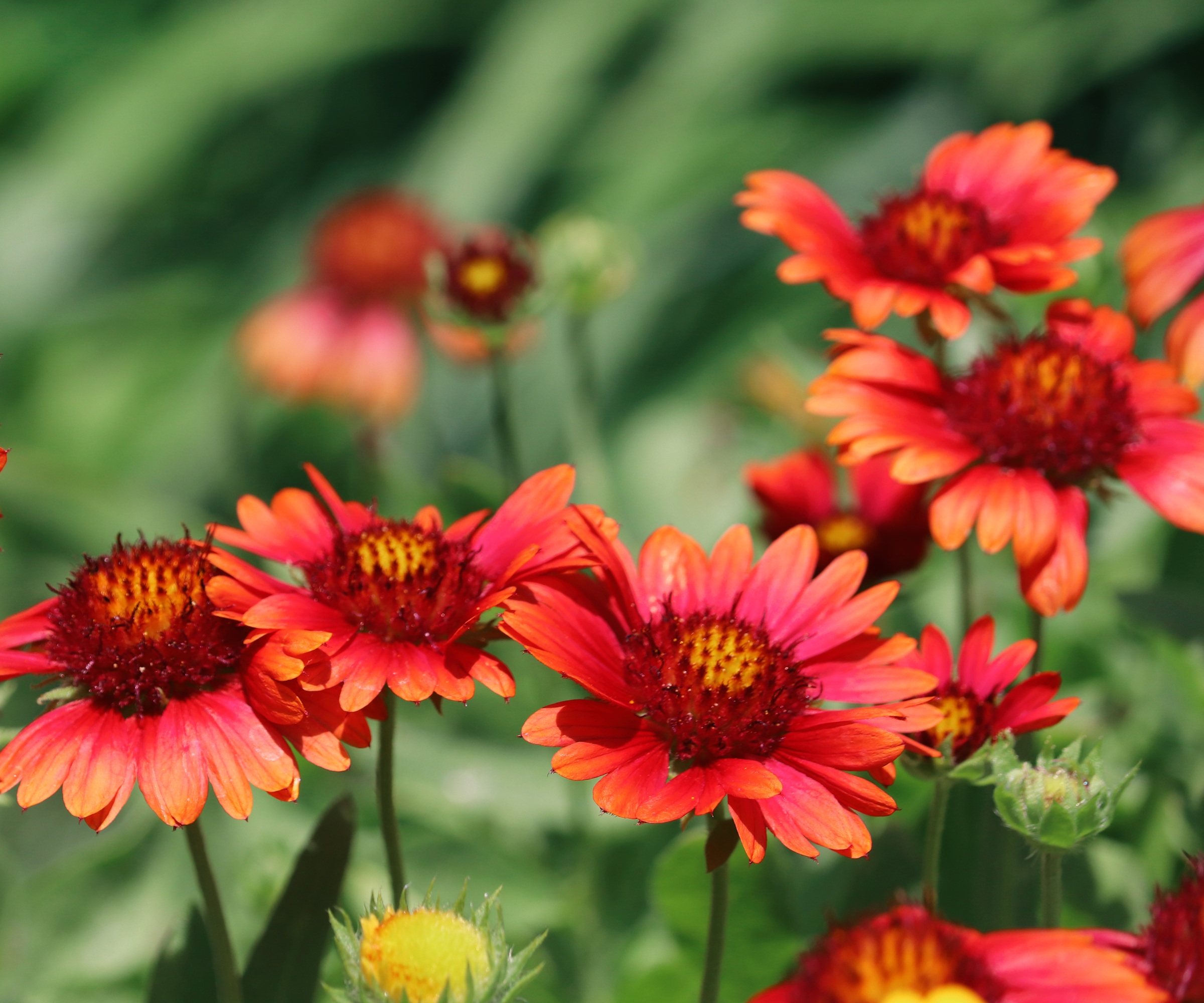Gaillardia