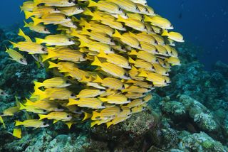 A school of yellow fish swim closely together.