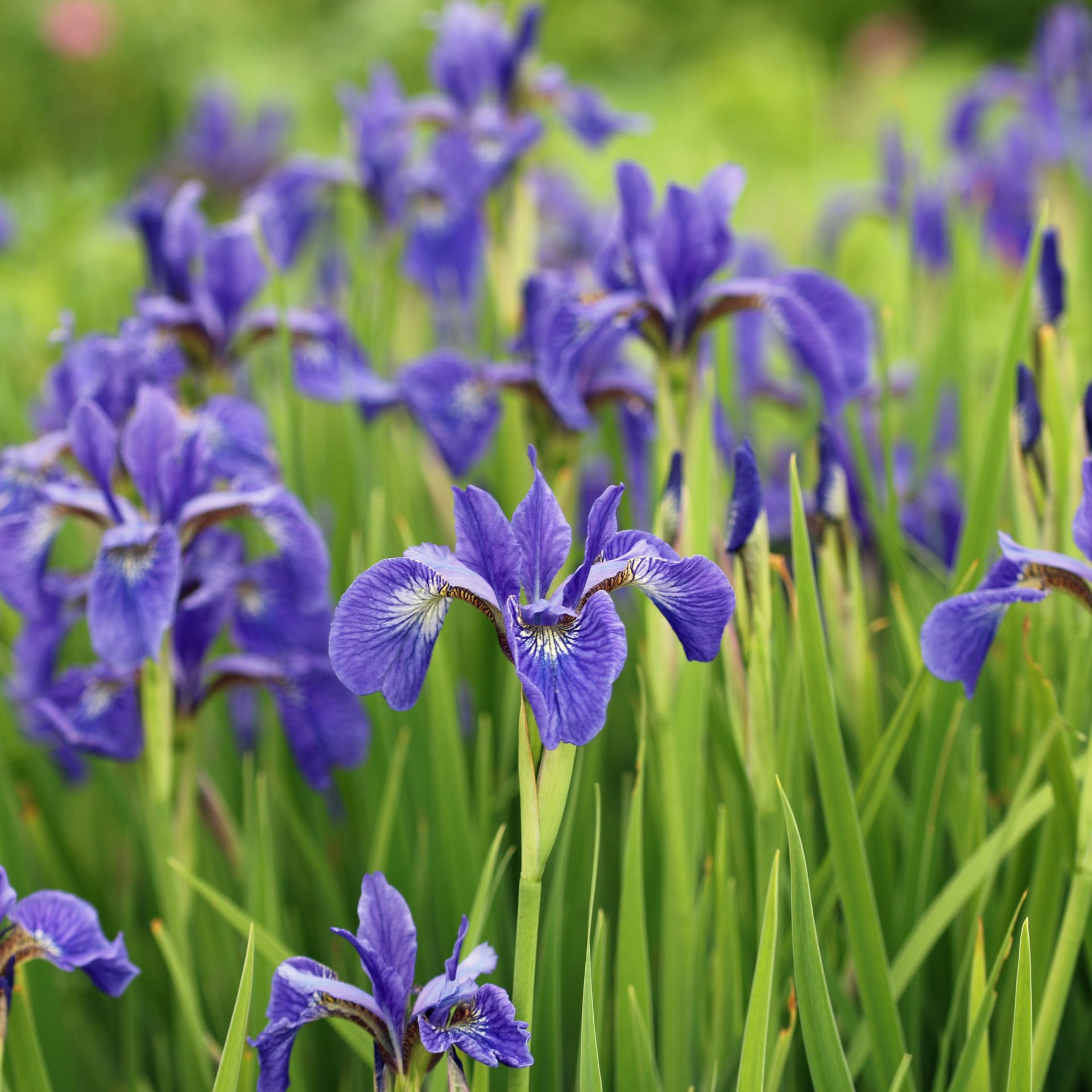 siberian irises in the garden