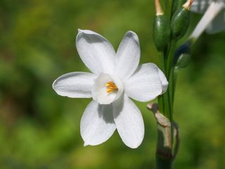 Paperwhite Narcissus (Narcissus papyraceus) under the sun