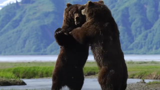 Two male grizzly bears stand on their hind legs in a fight. A river and mountain are in the background.