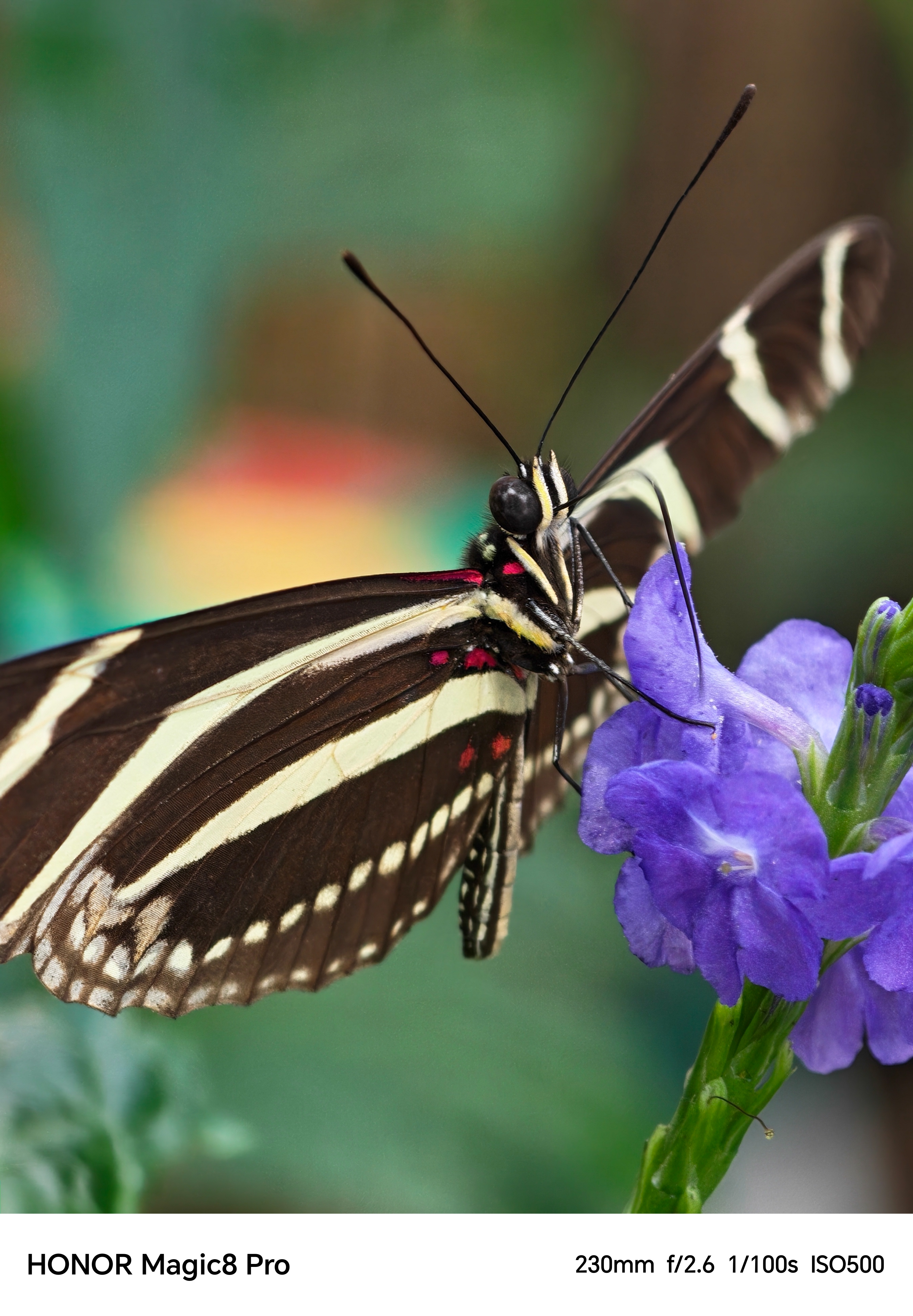 Close-up of a butterfly drinking nectar from a purple flower shot on an Honor Magic 8 Pro