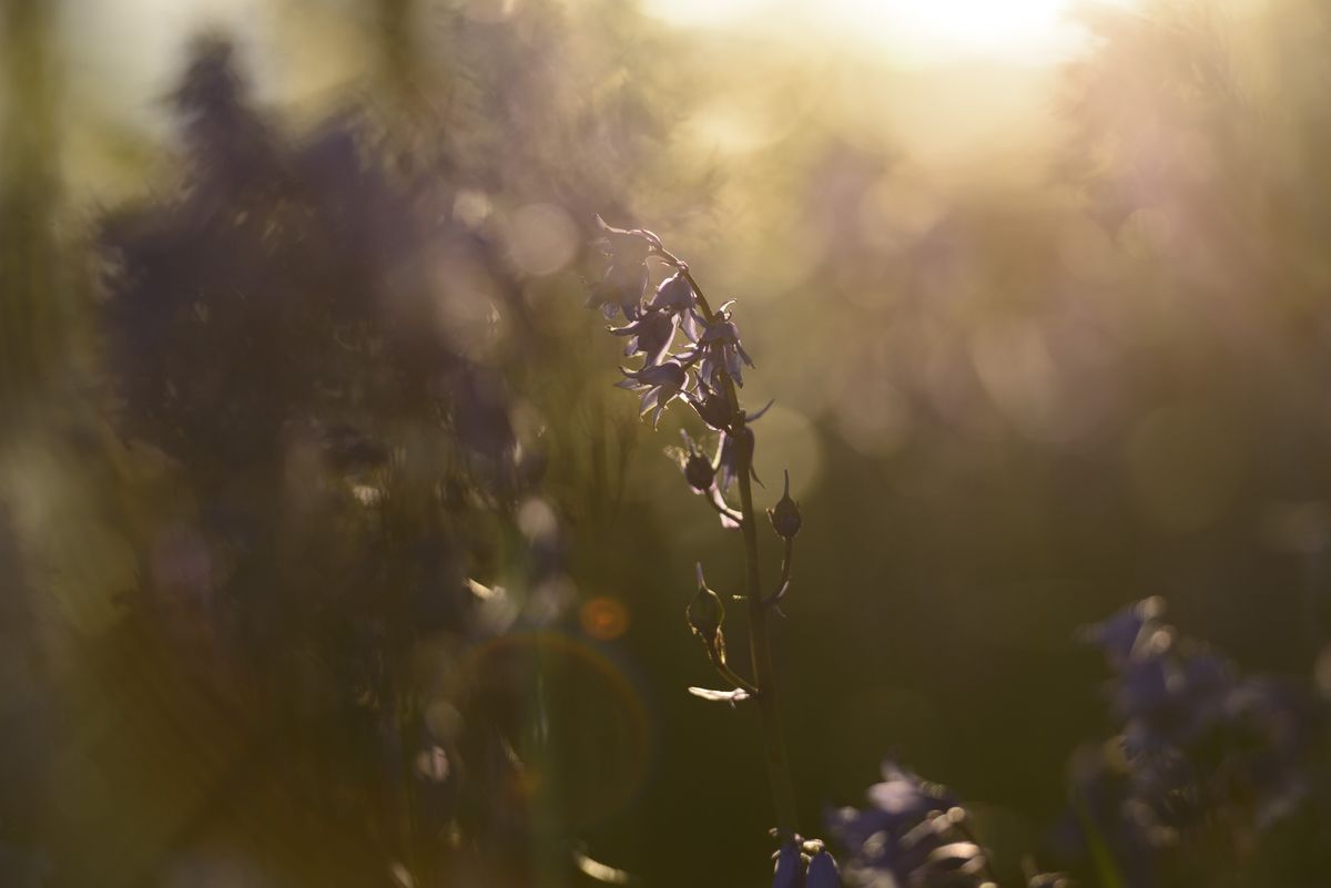 Bluebell woodland scene