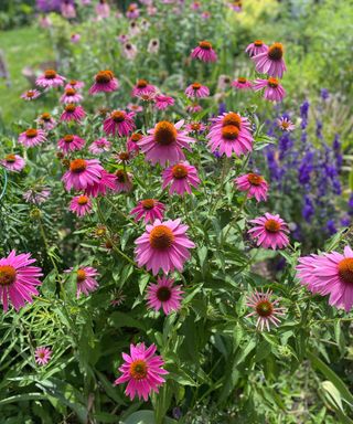Un primo piano di fiori della perenne Echinacea purpurea (Coneflower Viola) con petali rosa e un centro appuntito.