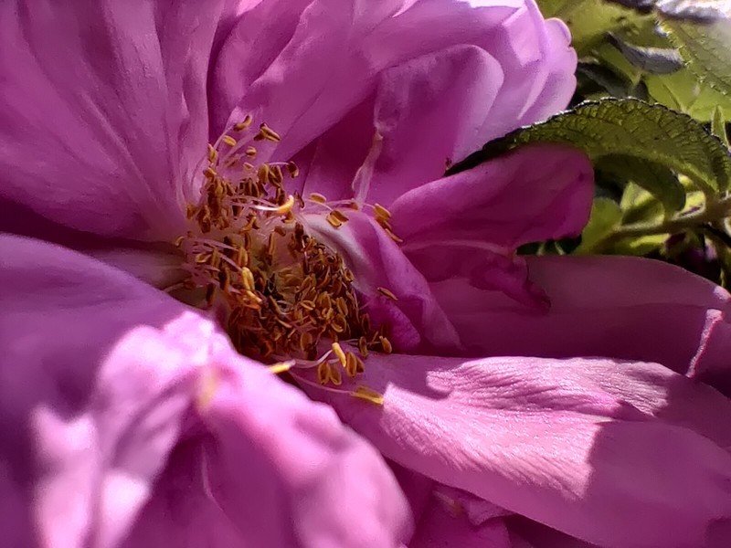 OnePlus 8 macro sample