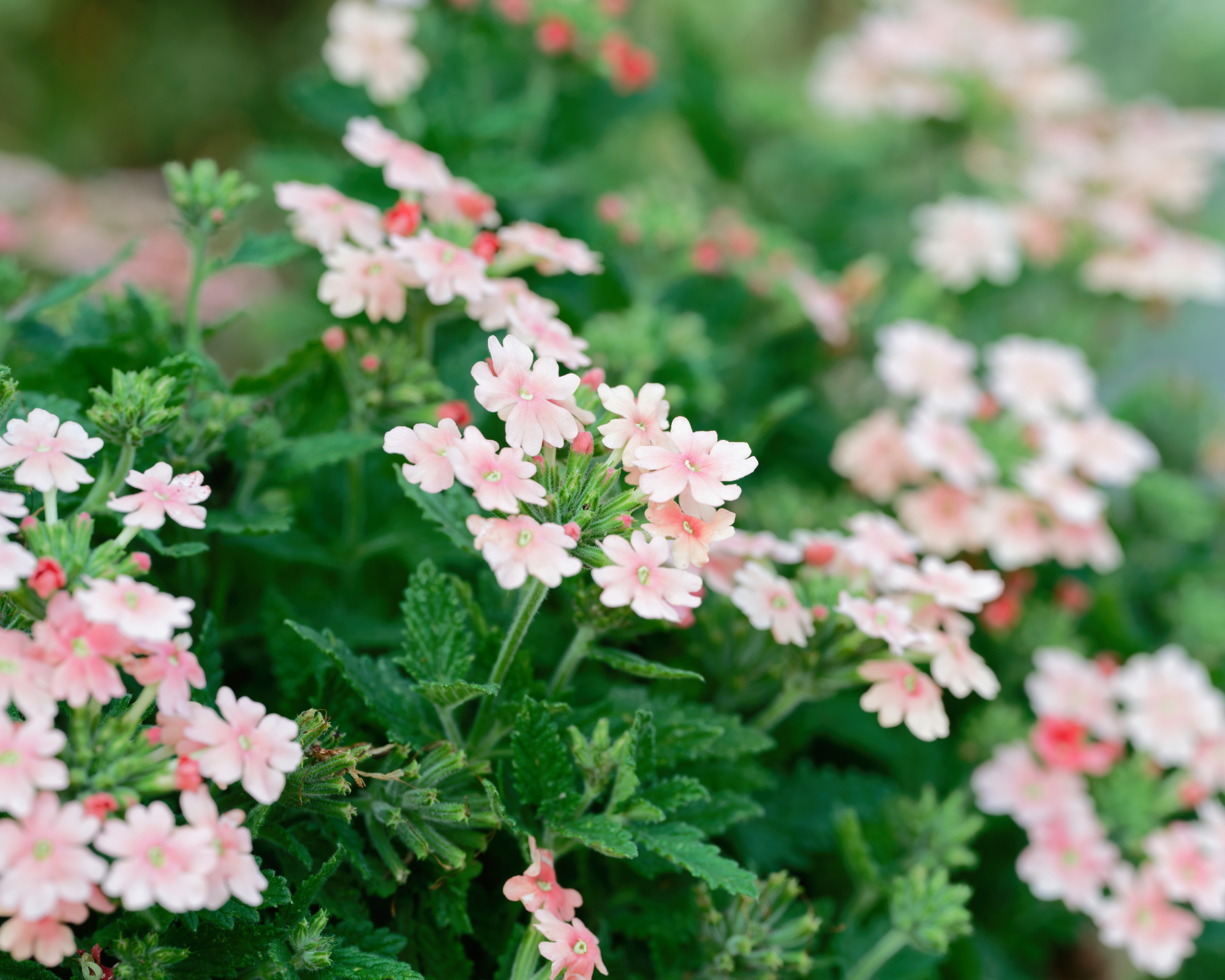 verbena flowers