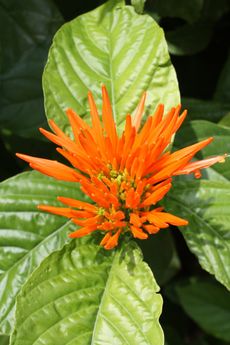 Mexican Honeysuckle Bush