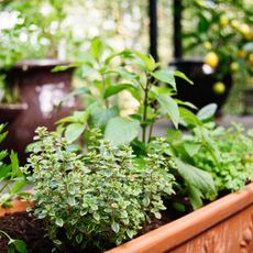 Herbs grown together in container