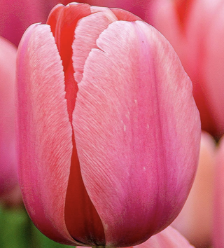 pink tulip in bloom
