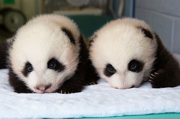 Twins! Pictures of Atlanta's Baby Pandas | Live Science