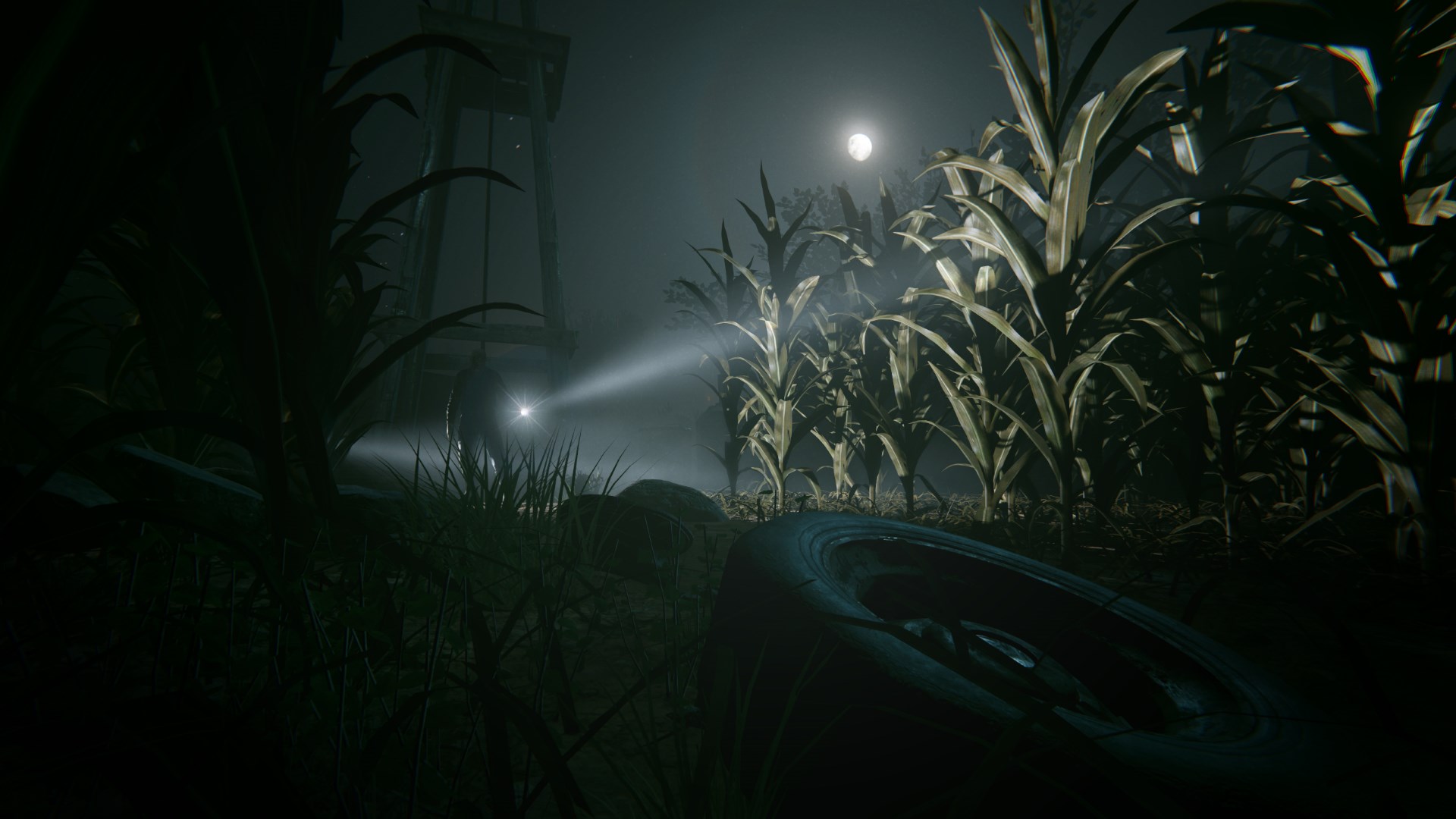A cornfield at night, illuminated by a flashlight