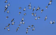 A flock of black-winged godwits migrating