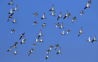 A flock of black-winged godwits migrating