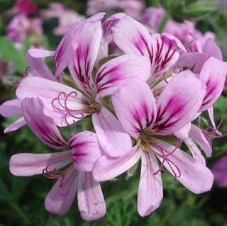 Live Rose Scented Geranium Plant Pink Flowers Geranium Plant for Planting, Scented Pelargonium Plant Fangant Geranium Plants in 4 Inch Pot