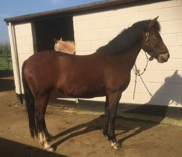 Horses for sale under &amp;pound;1,000