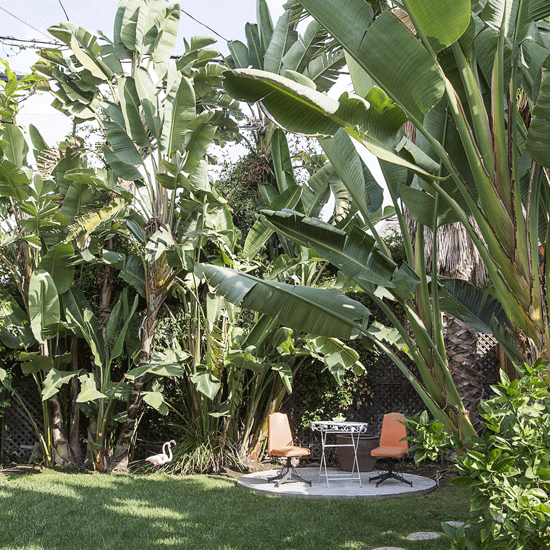 table with chair arrangement near banana trees in grass lawn