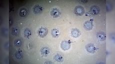 Researchers in the Weddell Sea were surprised to find 60 million icefish nests, each guarded by an adult and each holding an average of 1,700 eggs. 
