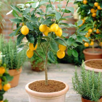 2-3ft 4 Seasons Lemon Tree | £59.99 at Primrose