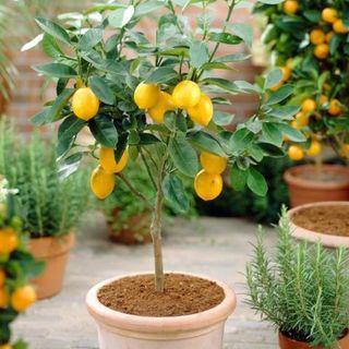 2-3ft 4 Seasons Lemon Tree | Grafted Mini-Stem | 5L Pot