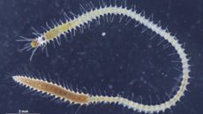 A marine worm covered with spikes protruding out of its body