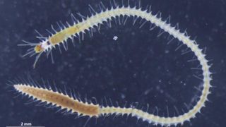 A marine worm covered with spikes protruding out of its body