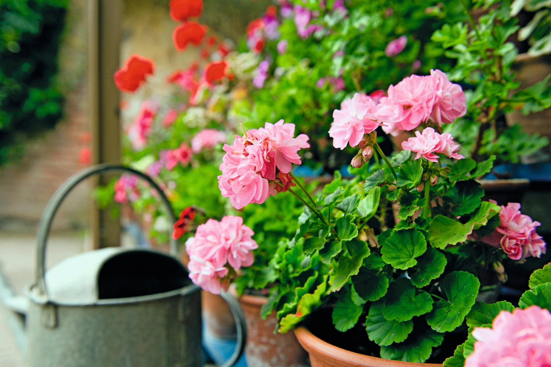 Pelargoniums thrive in bright sunlight — but they&#039;ll brighten any garden in any weather.