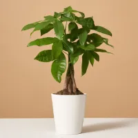26. The Sill Money Tree Plant