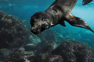 Guadalupe fur seals were hunted to near-extinction by the 19th century, but have since made an encouraging comeback.