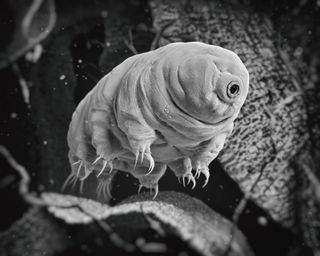 A tardigrade illustration